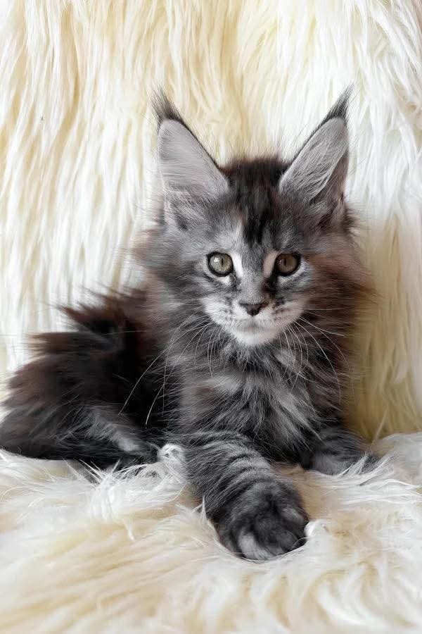 Jesse — Maine Coon Kitten